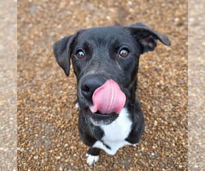 Clark - Male Mutt Dog for Adoption - Photo #3