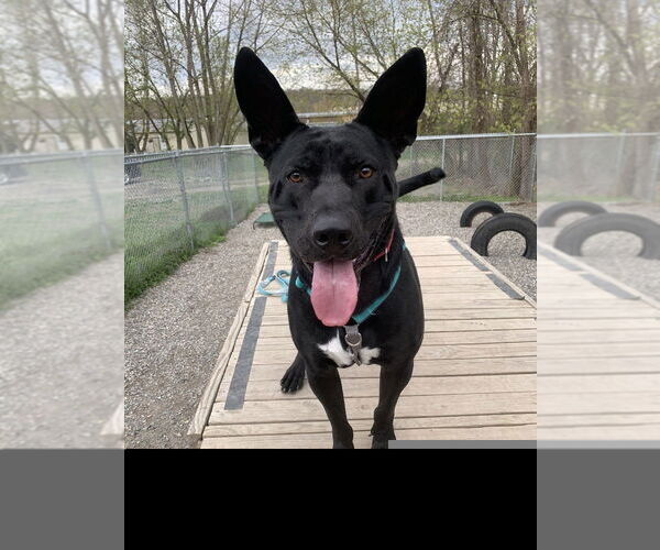 Medium Photo #8 Mutt Puppy For Sale in Elmsford, NY, USA