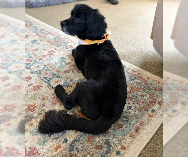Medium Photo #3 Mutt Puppy For Sale in Shelburne, VT, USA