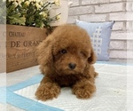 Small Photo #6 Poodle (Toy) Puppy For Sale in LOS ANGELES, CA, USA