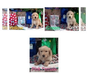 Golden Retriever Puppy for sale in MOUNT GILEAD, NC, USA