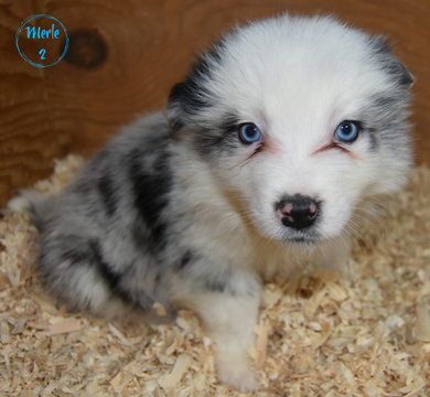 Medium Photo #6 Border Collie Puppy For Sale in WHITE SALMON, WA, USA