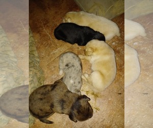Chow Chow-Labrador Retriever Mix Dogs for adoption in Pensacola, FL, USA