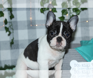 French Bulldog Puppy for sale in MARIETTA, GA, USA