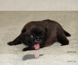 Pug Litter for sale in WINNSBORO, TX, USA