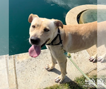 Small #32 Labrador Retriever-Retriever  Mix