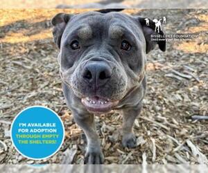Bullypit Dogs for adoption in Santa Cruz, CA, USA