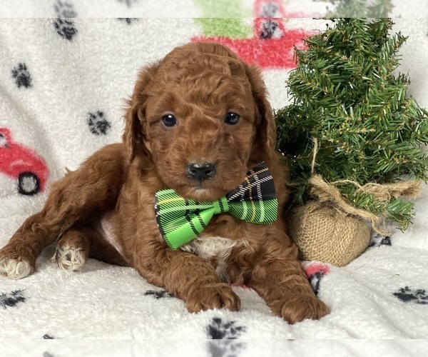 Medium Photo #4 Goldendoodle-Poodle (Miniature) Mix Puppy For Sale in CEDAR LANE, PA, USA