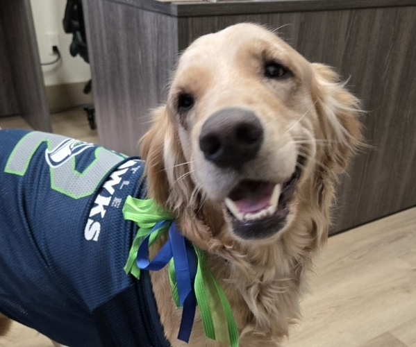 Medium Photo #1 Golden Retriever Puppy For Sale in HOQUIAM, WA, USA