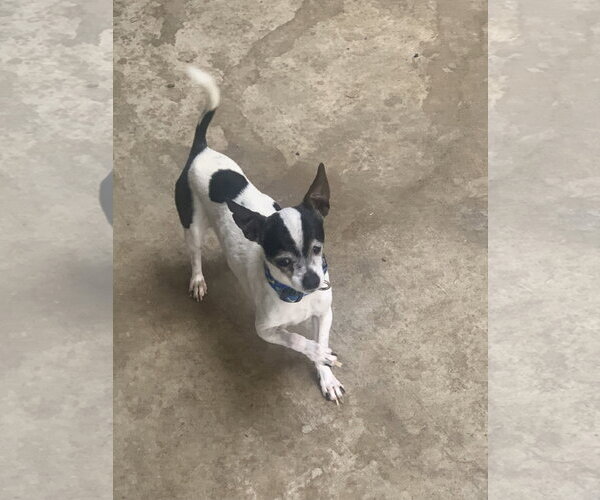 Medium Photo #3 Chihuahua Puppy For Sale in Santa Clarita, CA, USA