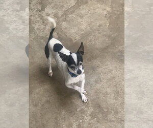 Rebel - Male Chihuahua Dog for Adoption - Photo #3