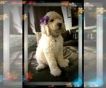 Small Photo #22 Sheepadoodle Puppy For Sale in RIALTO, CA, USA