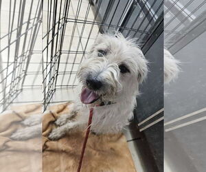 Mutt Dogs for adoption in El Centro, CA, USA
