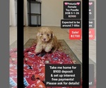 Small Poodle (Toy)