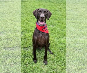 German Shorthaired Pointer Dogs for adoption in Fort Worth, TX, USA