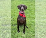 Small German Shorthaired Pointer