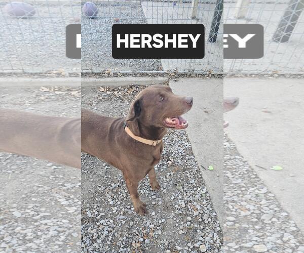 Medium Photo #5 Chocolate Labrador retriever-Unknown Mix Puppy For Sale in DuQuoin, IL, USA