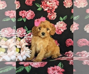 Cavapoo Puppy for sale in OXFORD, PA, USA