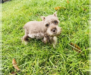 Schnauzer (Miniature) Puppy for sale in BEECH GROVE, IN, USA