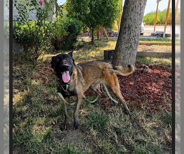 Medium Photo #5 Mutt Puppy For Sale in Imlay City, MI, USA