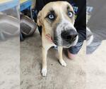 Small Huskies -Labrador Retriever Mix