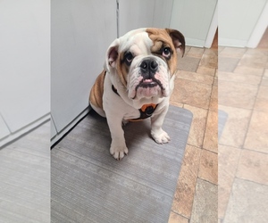 Bulldog Puppy for sale in HUTCHINSON, KS, USA
