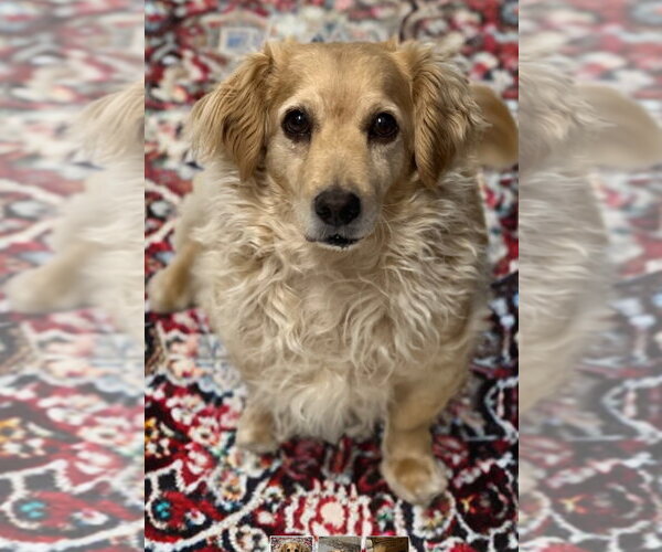Medium Photo #2 Dachshund-Unknown Mix Puppy For Sale in Phoenix, AZ, USA