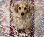 Small #1 Dachshund Mix