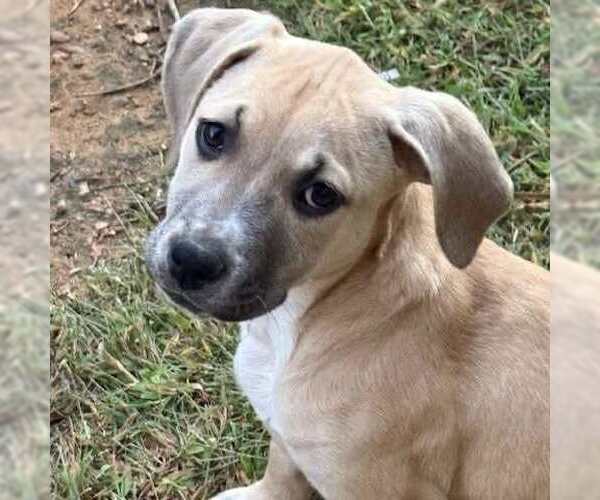 Medium Photo #8 Mutt Puppy For Sale in MECHANICSBURG, PA, USA