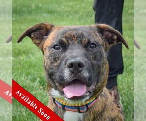 Boxer Dogs for adoption in Huntley, IL, USA