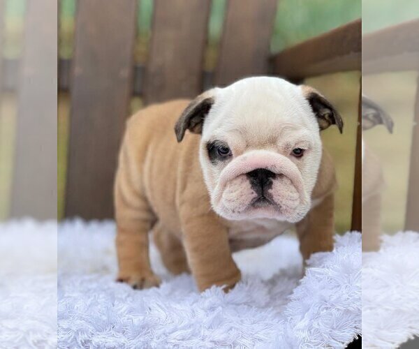 Medium Photo #2 Bulldog Puppy For Sale in ROSWELL, GA, USA