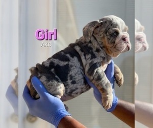 English Bulldog Puppy for sale in PALOS VERDES PENINSULA, CA, USA