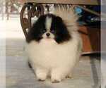 Small Photo #1 Pomeranian Puppy For Sale in SUNNY ISL BCH, FL, USA
