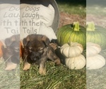 Small Photo #7 German Shepherd Dog Puppy For Sale in ROCKFIELD, KY, USA