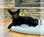 Small Photo #14 German Shepherd Dog Puppy For Sale in LENOIR, NC, USA