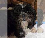 Small #3 Pekingese