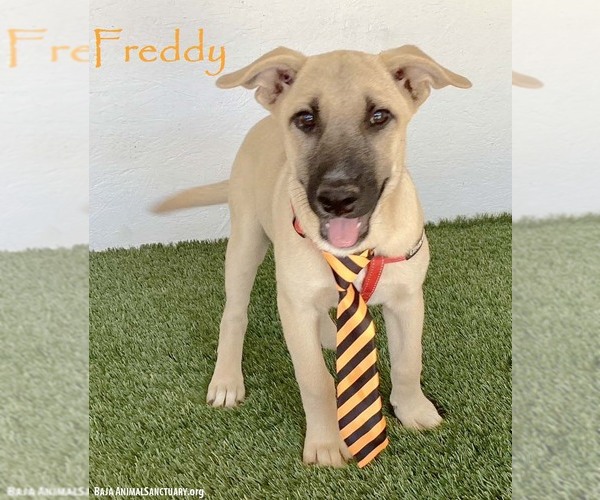Medium Photo #1 Black Mouth Cur-Unknown Mix Puppy For Sale in San Diego, CA, USA