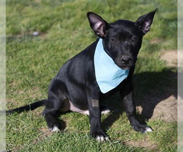 Medium Photo #1 German Shepherd Dog-Unknown Mix Puppy For Sale in Placerville, CA, USA