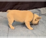 Small #2 French Bulldog