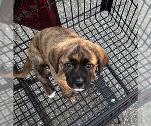 American Staffordshire Terrier-German Shepherd Dog Mix Dogs for adoption in Chester, VA, USA