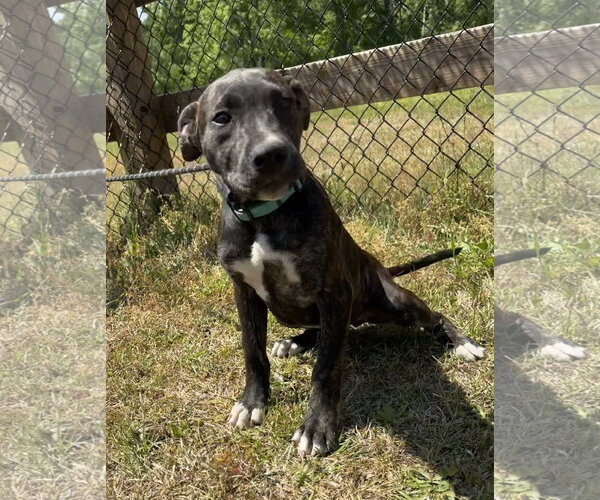 Medium Photo #8 Mutt Puppy For Sale in Tarrytown, GA, USA