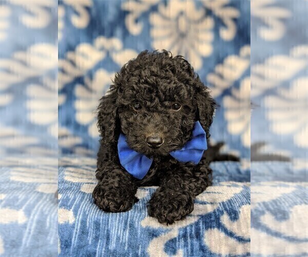 Medium Photo #6 Poodle (Miniature) Puppy For Sale in KIRKWOOD, PA, USA