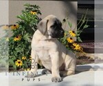 Small #1 Mastiff