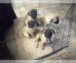 Small Photo #3 Bullmastiff Puppy For Sale in N LITTLE ROCK, AR, USA