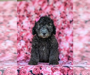 Goldendoodle Puppy for sale in CHRISTIANA, PA, USA
