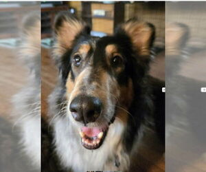 Australian Shepherd-Collie Mix Dogs for adoption in Pueblo West, CO, USA