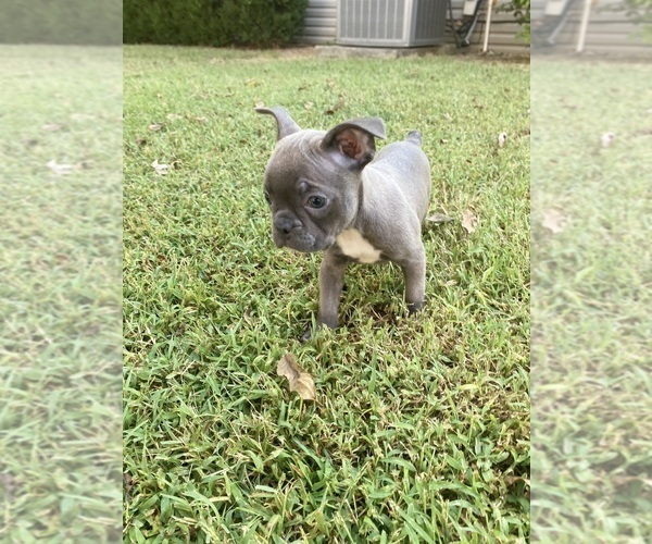 Medium Photo #3 Faux Frenchbo Bulldog Puppy For Sale in FREDONIA, KS, USA