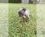 Small Photo #3 Faux Frenchbo Bulldog Puppy For Sale in FREDONIA, KS, USA
