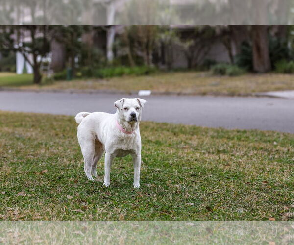 Medium Photo #7 Labrador Retriever-Unknown Mix Puppy For Sale in  Gainesville, FL, USA