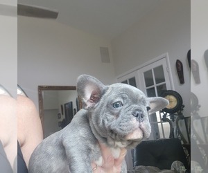 French Bulldog Puppy for sale in FT MYERS, FL, USA